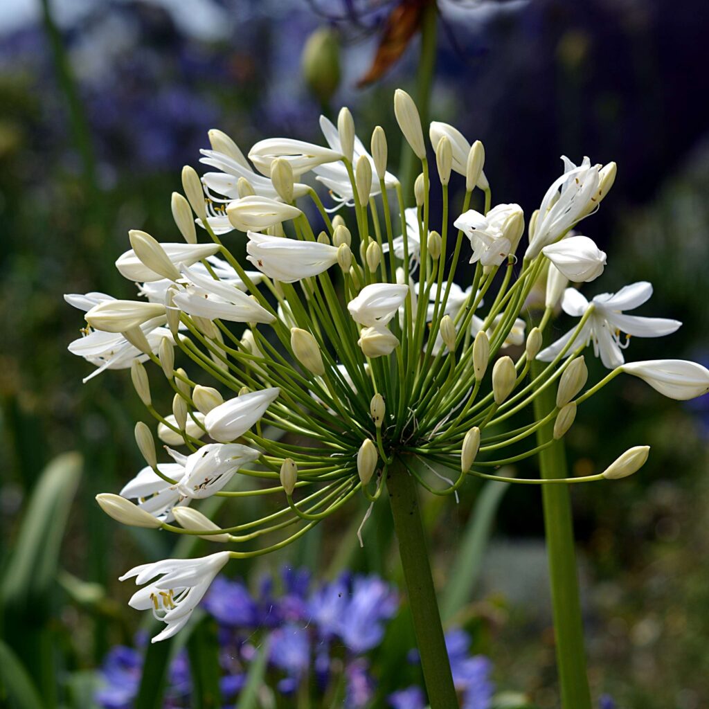 3056449-botanique_dcoratif-oignon_fleur_floraison_flore_jardin
