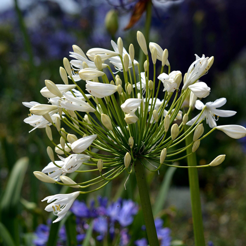 3056449-botanique_dcoratif-oignon_fleur_floraison_flore_jardin