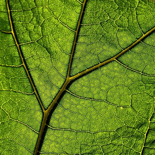 bioVegetaleFeuille-web