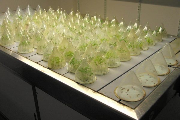 physiologie-vegetale-germination